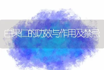 白果仁的功效与作用及禁忌