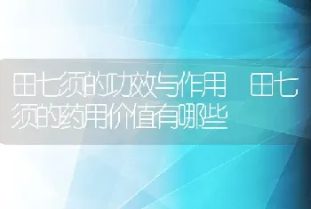 田七须的功效与作用 田七须的药用价值有哪些