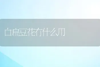 白扁豆花有什么用