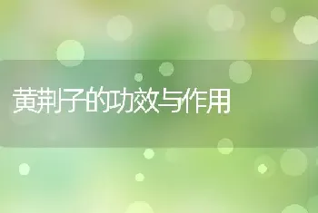 黄荆子的功效与作用