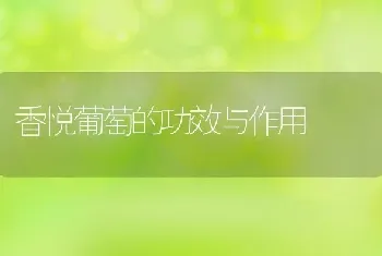 香悦葡萄的功效与作用