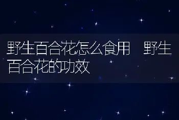 野生百合花怎么食用 野生百合花的功效