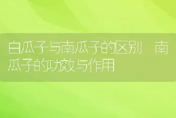 白瓜子与南瓜子的区别 南瓜子的功效与作用