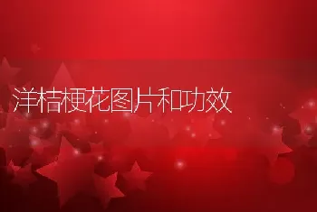 洋桔梗花图片和功效