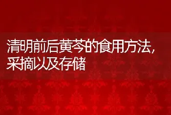 清明前后黄芩的食用方法，采摘以及存储