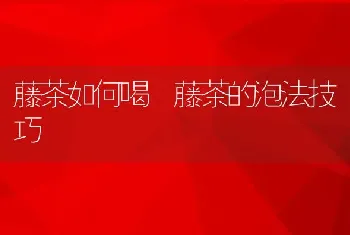 藤茶如何喝 藤茶的泡法技巧