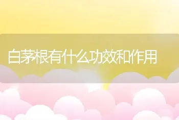 白茅根有什么功效和作用