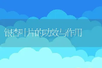 银杏叶片的功效与作用