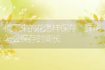 摘下来的花怎样保存 鲜花怎么保存时间长