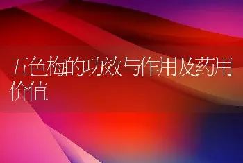 五色梅的功效与作用及药用价值