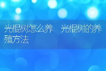 光棍树怎么养 光棍树的养殖方法