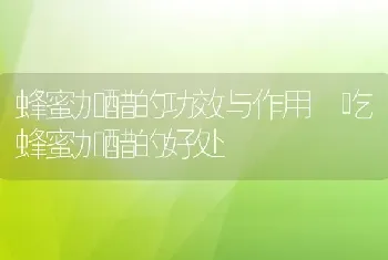 蜂蜜加醋的功效与作用 吃蜂蜜加醋的好处