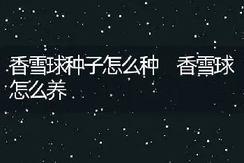 香雪球种子怎么种 香雪球怎么养