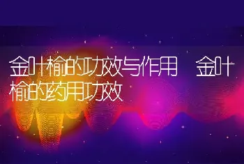 金叶榆的功效与作用 金叶榆的药用功效