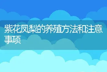 紫花凤梨的养殖方法和注意事项