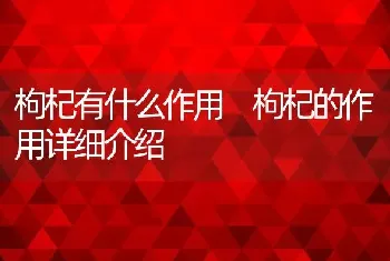 枸杞有什么作用 枸杞的作用详细介绍