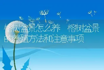 榕树盆景怎么养 榕树盆景的养殖方法和注意事项