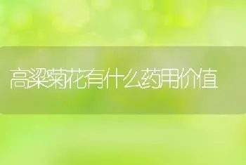 高粱菊花有什么药用价值