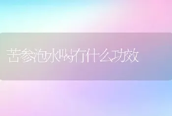 苦参泡水喝有什么功效