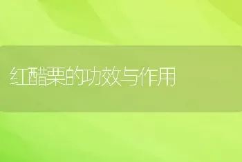 红醋栗的功效与作用