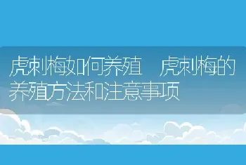 虎刺梅如何养殖 虎刺梅的养殖方法和注意事项