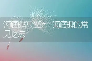 海底椰怎么吃 海底椰的常见吃法