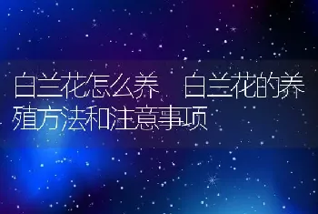 白兰花怎么养 白兰花的养殖方法和注意事项