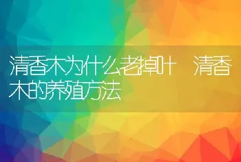 清香木为什么老掉叶 清香木的养殖方法