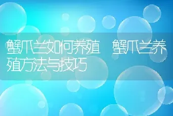 蟹爪兰如何养殖 蟹爪兰养殖方法与技巧