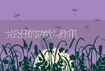 雷公仔的功效与作用