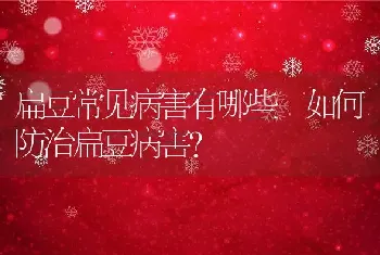 扁豆常见病害有哪些 如何防治扁豆病害？