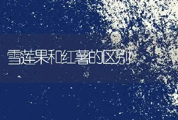 雪莲果和红薯的区别