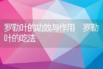 罗勒叶的功效与作用 罗勒叶的吃法