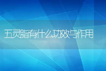 五灵脂有什么功效与作用