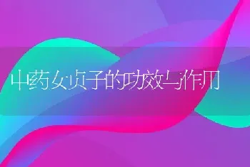 中药女贞子的功效与作用