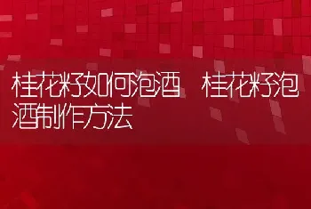 桂花籽如何泡酒 桂花籽泡酒制作方法