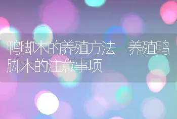 鸭脚木的养殖方法 养殖鸭脚木的注意事项