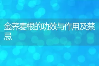 金荞麦根的功效与作用及禁忌