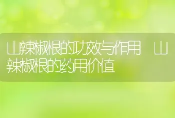 山辣椒根的功效与作用 山辣椒根的药用价值