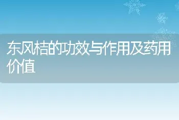 东风桔的功效与作用及药用价值