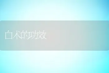 白术的功效