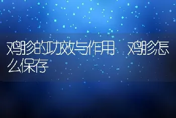 鸡胗的功效与作用 鸡胗怎么保存