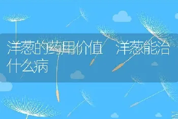 洋葱的药用价值 洋葱能治什么病