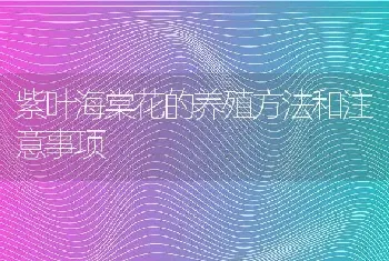 紫叶海棠花的养殖方法和注意事项