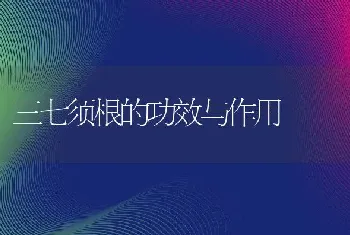 三七须根的功效与作用