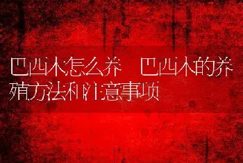 巴西木怎么养 巴西木的养殖方法和注意事项