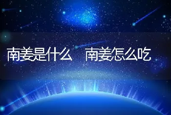 南姜是什么 南姜怎么吃