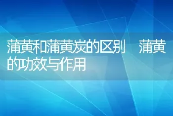 蒲黄和蒲黄炭的区别 蒲黄的功效与作用