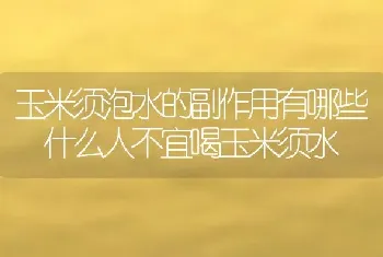 玉米须泡水的副作用有哪些 什么人不宜喝玉米须水