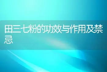 田三七粉的功效与作用及禁忌